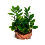 Affordable Chinese New Year Flower