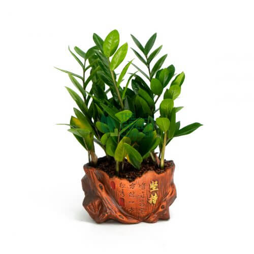 Zamioculcus Lucky Money Tree in Wooden Log Pot