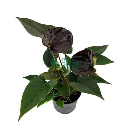 Anthurium 'Black Love' Pot 90mm
