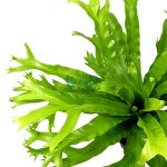 Asplenium nidus 'Bird's Nest Fern' Pot 120mm