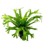 Asplenium nidus 'Bird's Nest Fern' Pot 120mm
