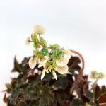 Begonia Evy Pot 120mm