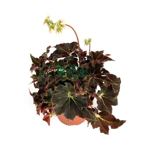 Begonia Evy Pot 120mm