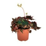 Begonia Evy Pot 120mm