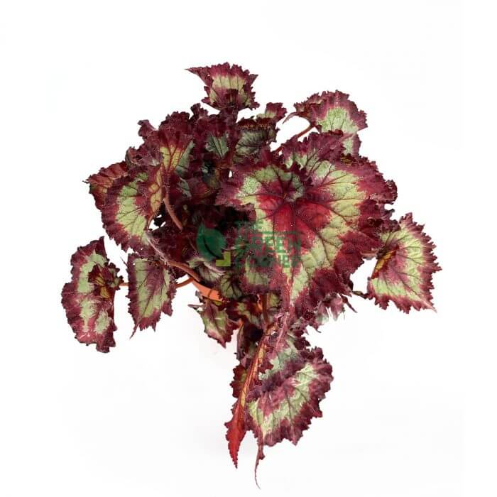 Begonia 'Magic Colours' Pot 120mm