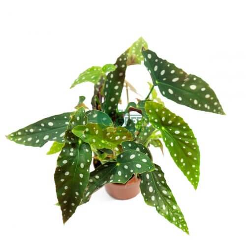 Shop Gorgeous Begonia Maculata Wightii Plant 120mm Pot - The Green Corner