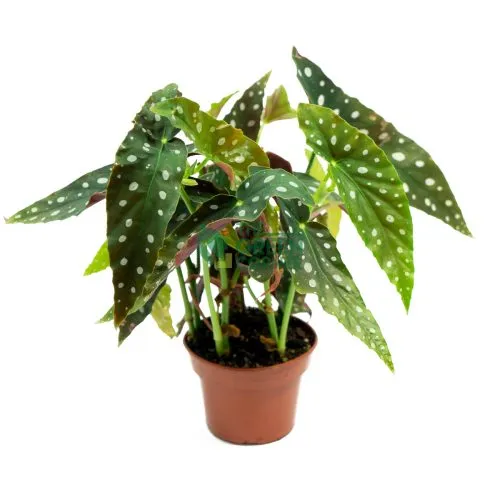 Shop Beautiful Begonia Maculata Wightii Plant 120mm Pot - The Green Corner