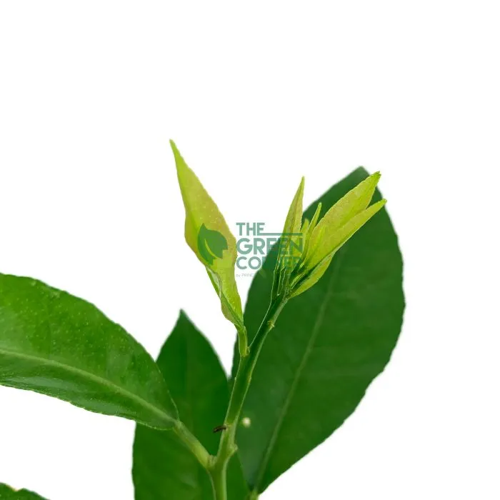 Citrus aurantifolia 'Mexican Lime' Plant