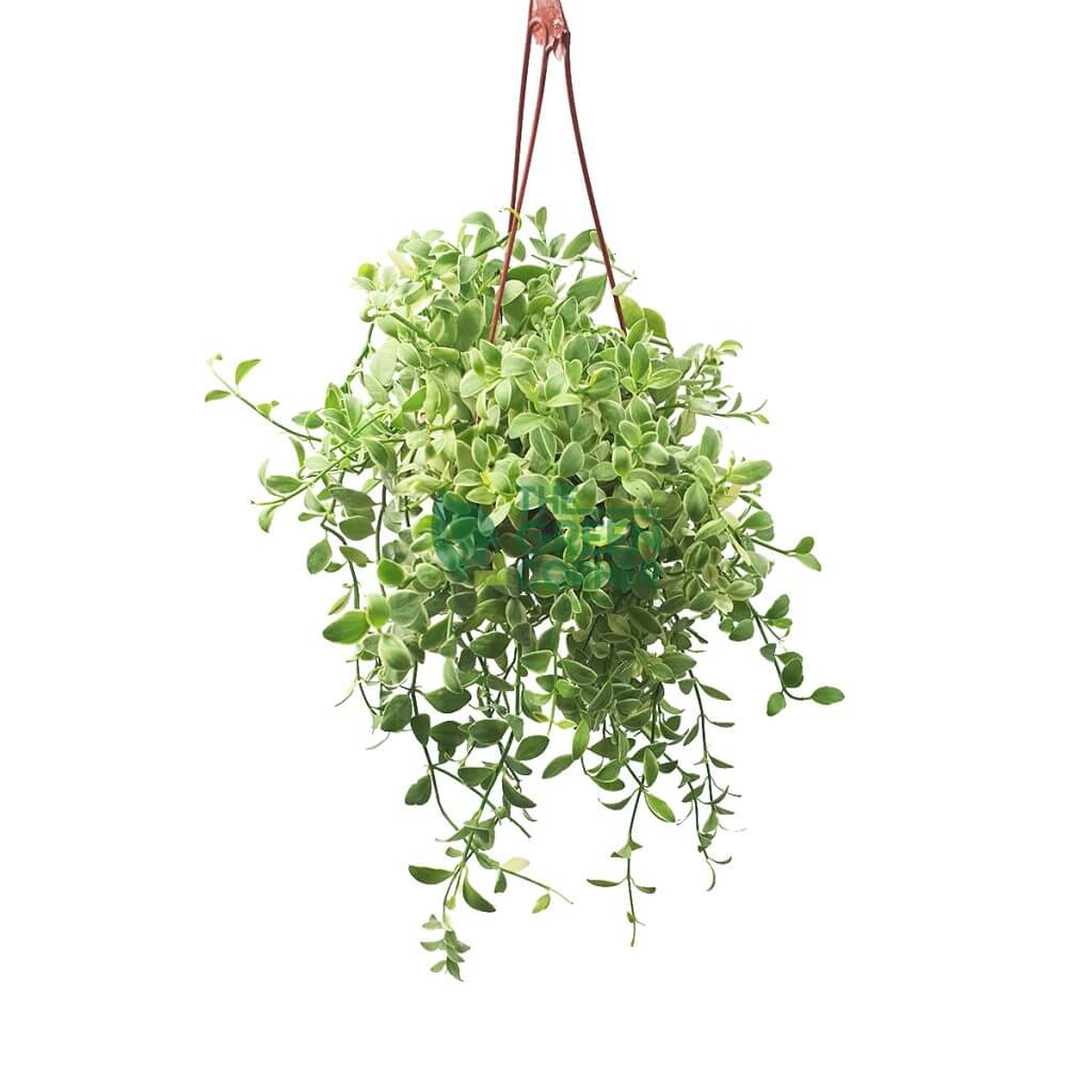 Dischidia oiantha in a Hanging Pot 90mm