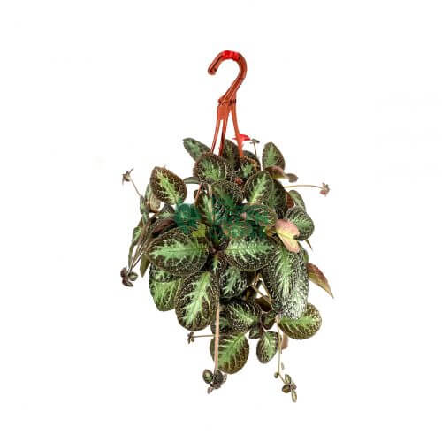 Episcia cupreata in a Hanging Pot 120mm