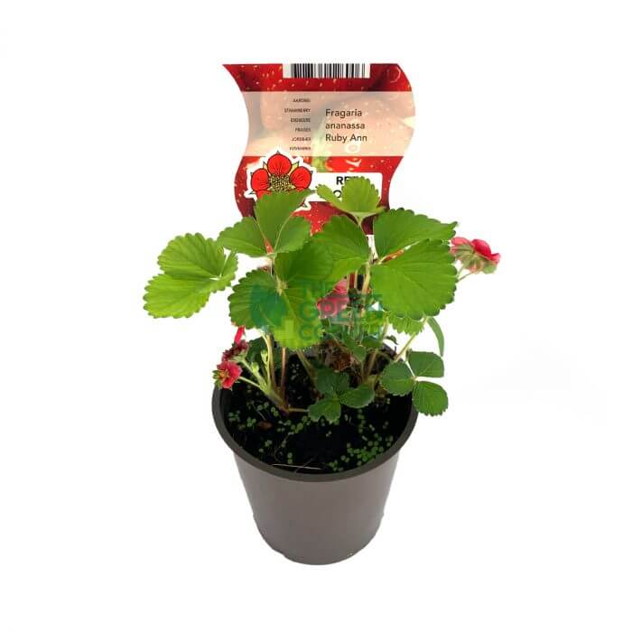 Fragaria x ananassa 'Ruby Ann' Strawberry Plant Pot 120mm