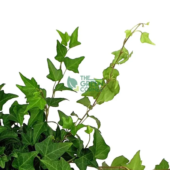 Ivy Plant Pot 90mm