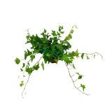 Ivy Plant Pot 90mm