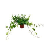 Ivy Plant Pot 90mm