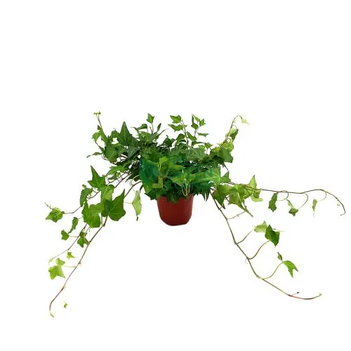 Ivy Plant Pot 90mm