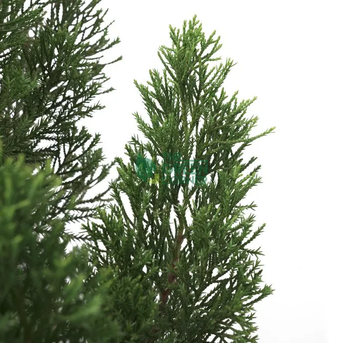 Juniperus chinensis 'Blue Point' Pot 390mm