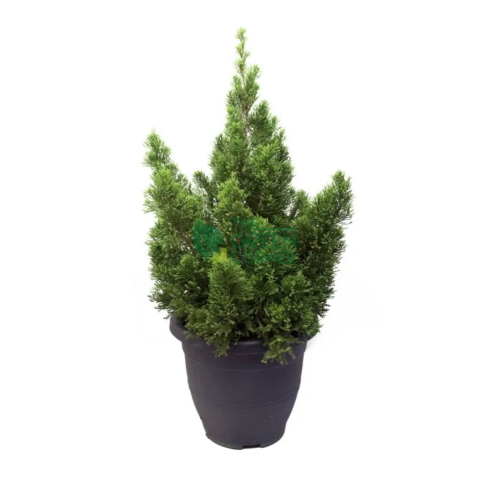 Juniperus chinensis 'Blue Point' Pot 390mm