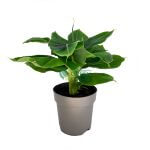 Musa 'Dwarf Cavendish' Banana Tree Pot 170mm
