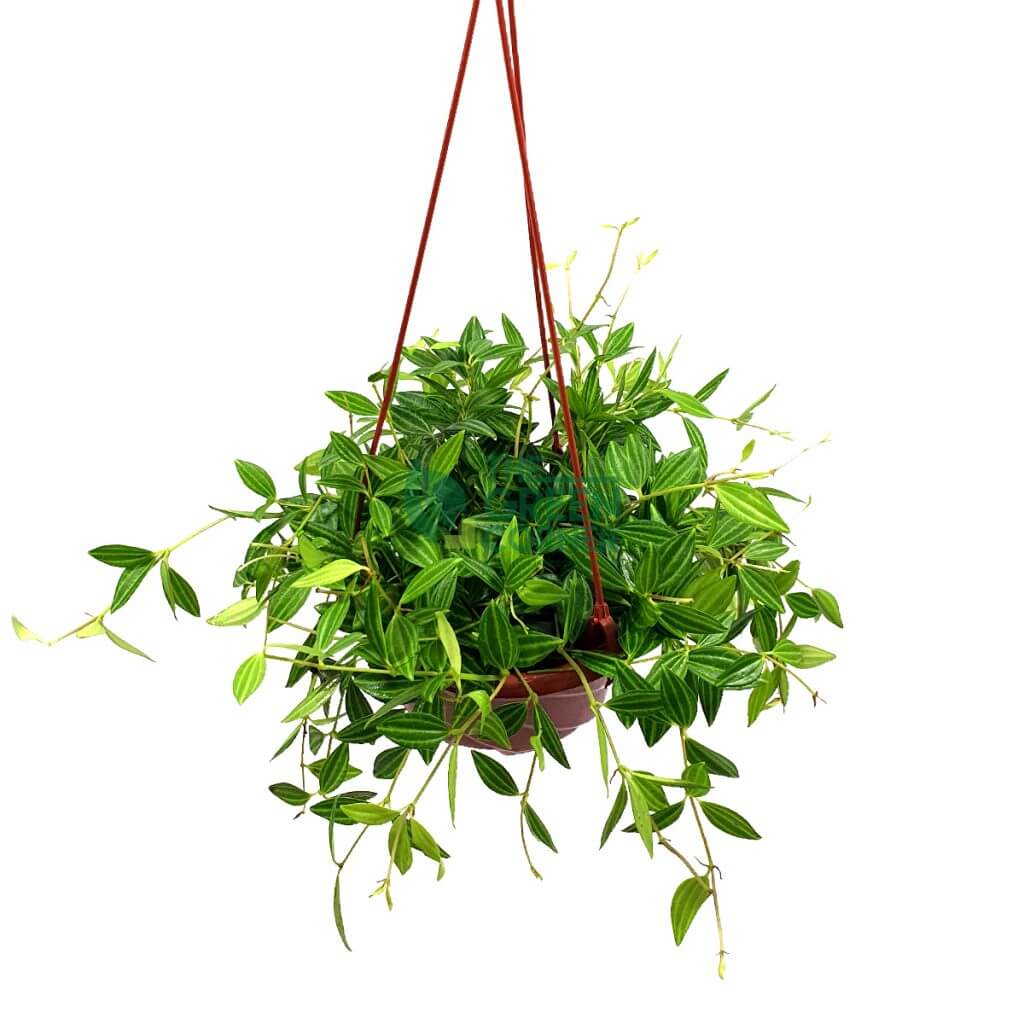 Peperomia puteolata 'Parallel Peperomia' in a Hanging Pot 170mm