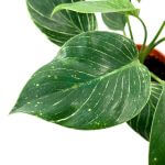 Philodendron Birkin