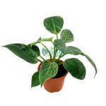 Philodendron Birkin