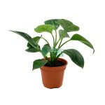 Philodendron Birkin