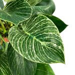 Philodendron Birkin