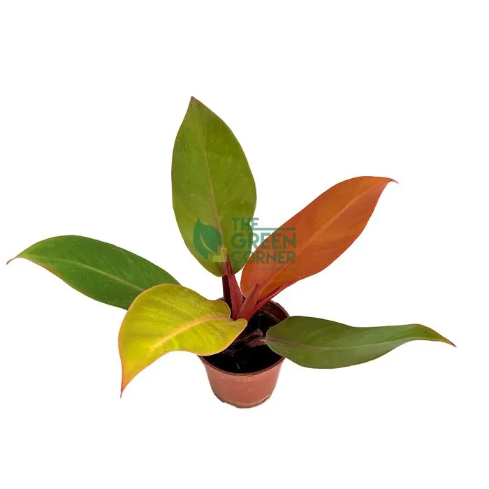 Philodendron Orange Congo Pot 90mm