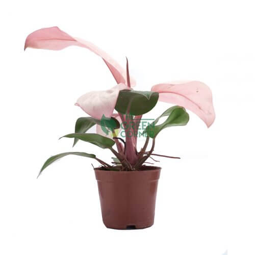 Philodendron Pink Congo Pot 90mm