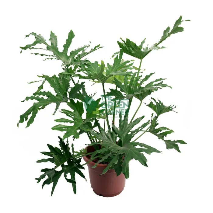 Philodendron Selloum Pot 270mm