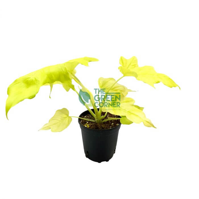 Philodendron warscewiczii 'Aurea Flavum' Pot 150mm