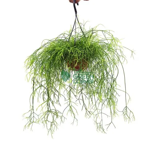 Rhipsalis Cereuscula in a Hanging Pot 180mm