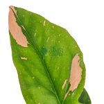 Buy Lovely Syngonium Pink Arrowhead Plant - The Green Corner