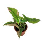 Buy Gorgeous Syngonium Pink Arrowhead Plant - The Green Corner