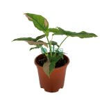 Buy Beautiful Syngonium Pink Arrowhead Plant - The Green Corner