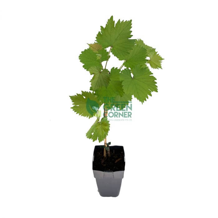 Vitis vinifera Grape Tree