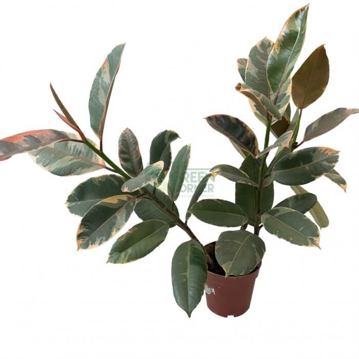 Ficus Elastica Variegata