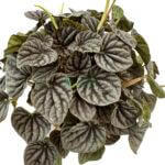 Peperomia Caperata