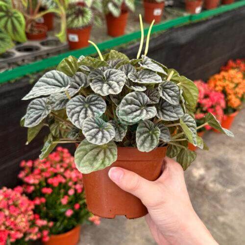 Peperomia Caperata