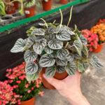 Peperomia Caperata