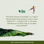 Musa 'Dwarf Cavendish' Banana Tree Pot 170mm