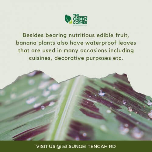 Musa 'Dwarf Cavendish' Banana Tree Pot 170mm