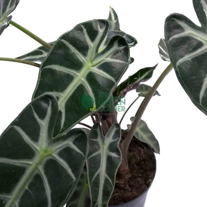 Alocasia Bambino Pot 110mm - Image 3