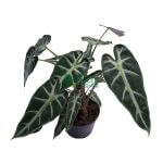 Alocasia Bambino Pot 110mm - Image 2