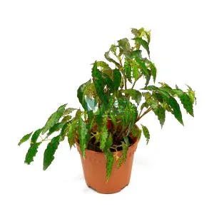 Begonia Amphioxus Pot 140mm