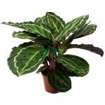 Calathea Illustris Pot 110mm