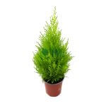 Cupressus Macrocarpa 'Gold Crest' Pot 170mm - Image 2