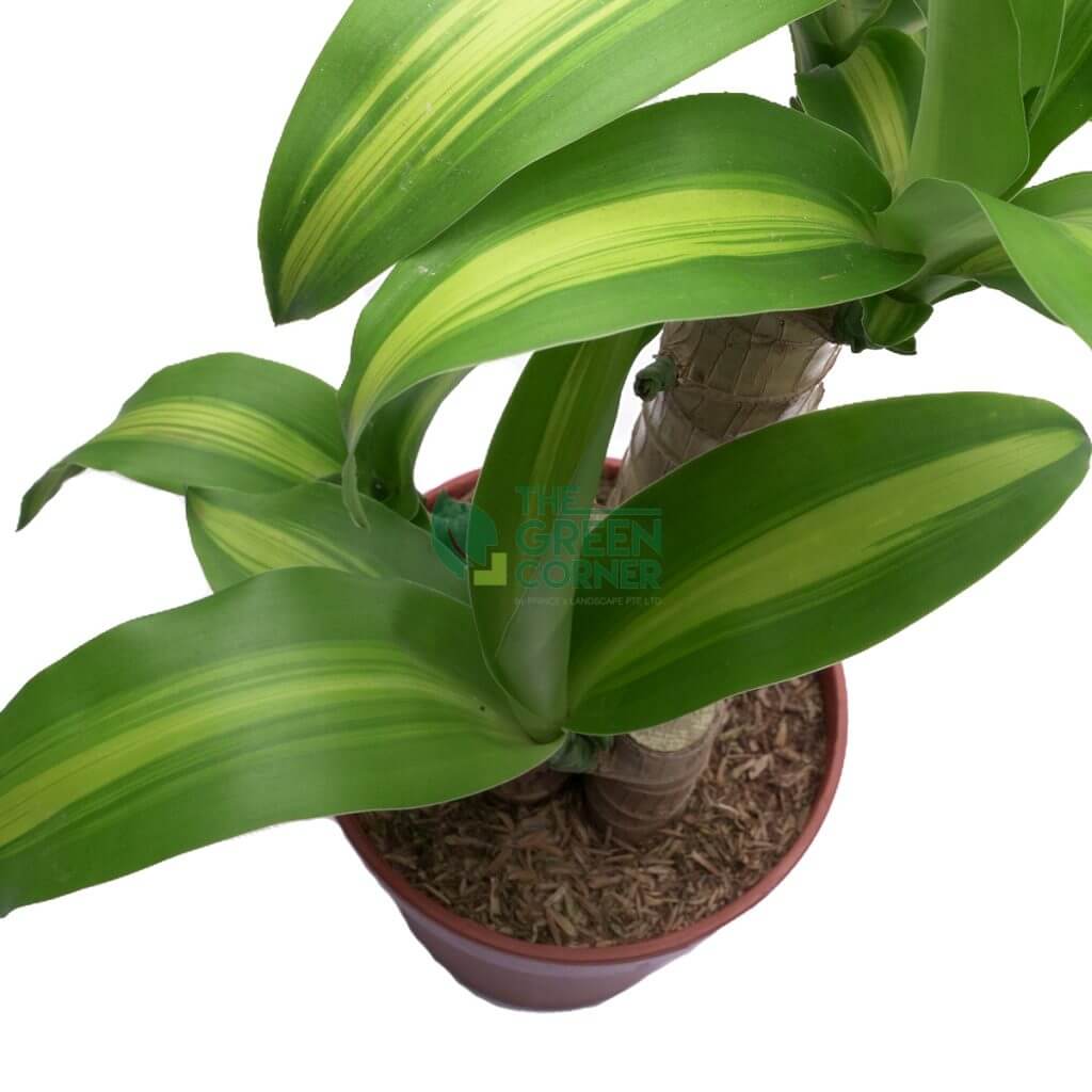 Buy Gorgeous Dracaena Fragrans Plant 140mm Pot - The Green Corner