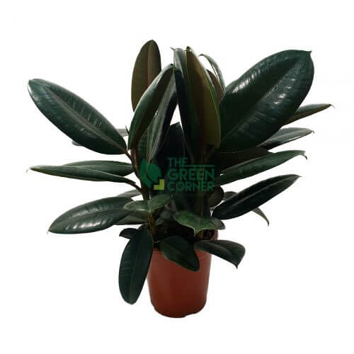 Ficus Elastica Burgundy Pot 150mm