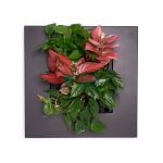 Mobilane's LivePicture GO™